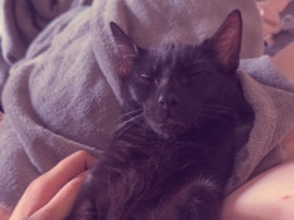 European Shorthair – 3 Katzen suchen dringend ein neues Zuhause – Arnstadt