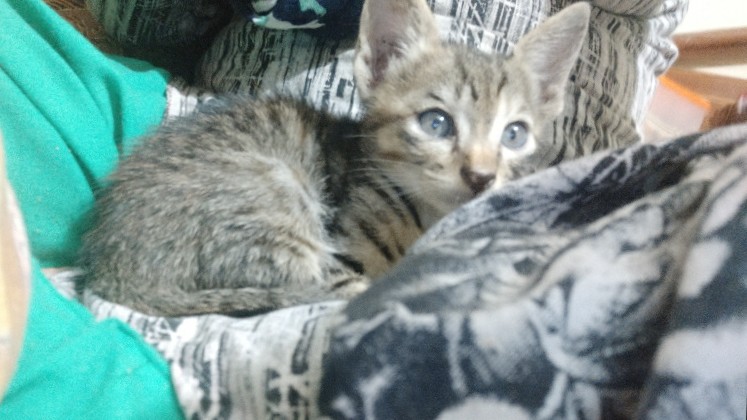 Bengal – A female kitten of 2 months old .