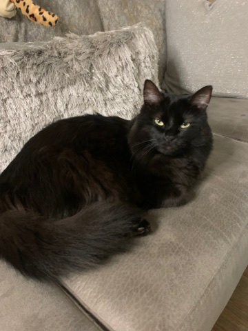 Chantilly-Tiffany – Beautiful Chantilly Cat