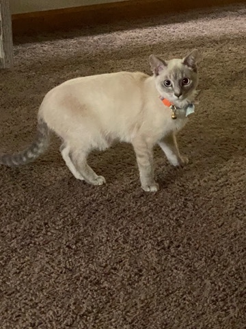 American Shorthair – kitten for sale