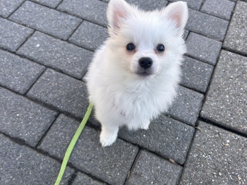 Pomeranian – Zwergspitz welpe sucht ein zu hause – Velbert