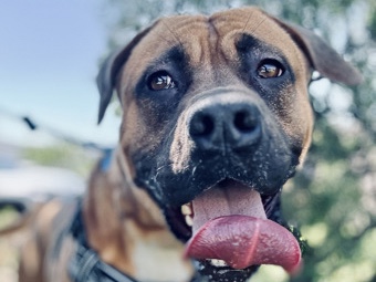 Bullmastiff – mastiff in search of forever home – West Creek