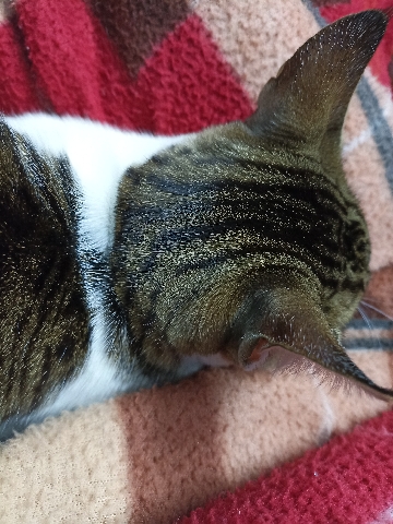 cat