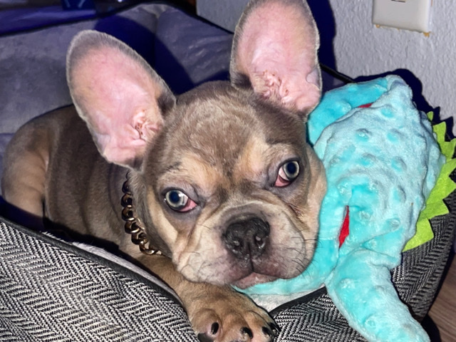 French Bulldog – Male Frenchie for Sale