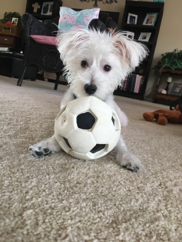 Miniature Schnauzer – Maltese/Schanuzer for Sale