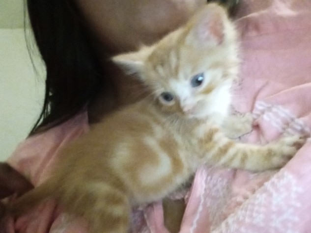 orange kitten