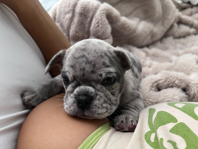 French Bulldog – French bulldog