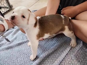 Mixed Breed – Puppies- 25% Miniature Aussie/75% Boston Boxer – Houston