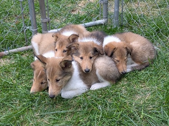 Rough Collie – Rough Collie puppies – Spiritwood