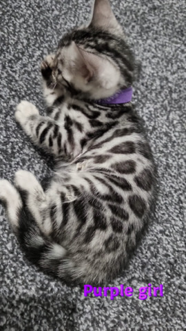 bengal kittens