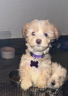 Maltese – maltipoos