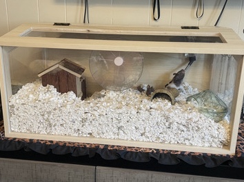 Hamster – Female Syrian hamster! (very sweet) – Escondido