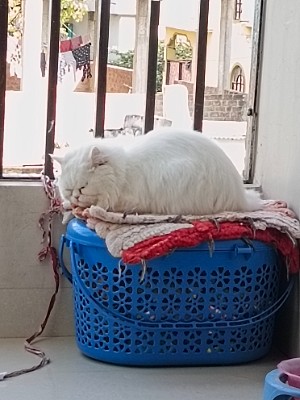 Persian (Traditional) – Persian white cat – Nagpur