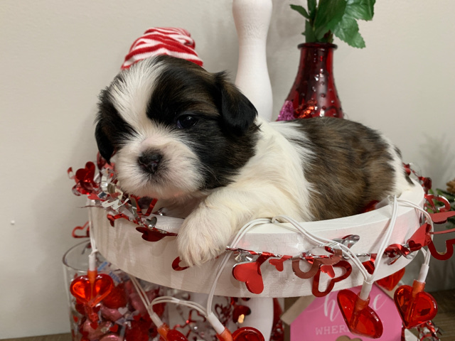 Shih Tzu – AKC Shih Tzu 12/24/22: Rudy
