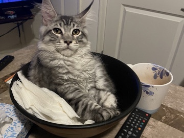 pure breed Maine **** kitten