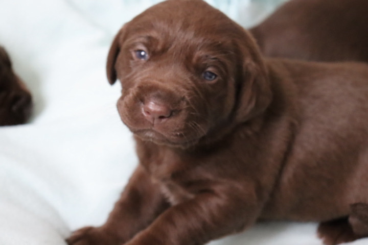 Labrador Retriever – Chocolate Labrador Puppies