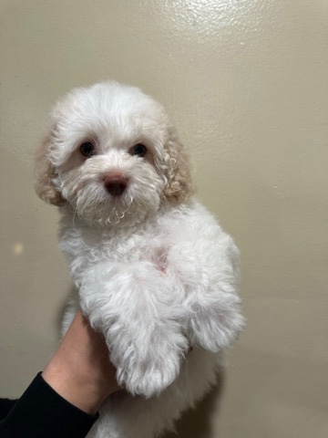 Poodle – Boy & Girl - Miniature Poodle- South Central - Dm me