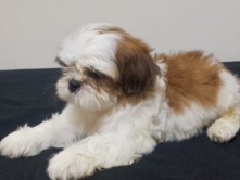 shihtzu female