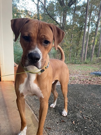 Boxer – Looking to rehome my dog. Boxer mixed Pit.