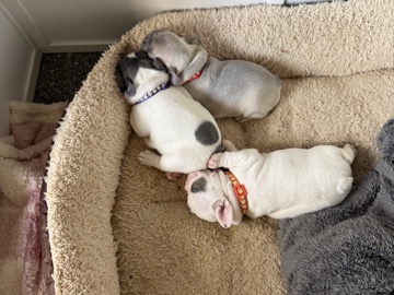 French Bulldog - 2 Frenchie puppies  available for adoption in Bristol