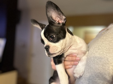 French Bulldog – Hola! soy una bulldog francés hembra