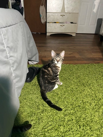 Manx – free cat