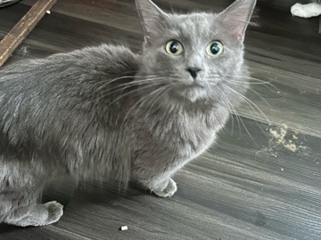 Ragdoll – ragdoll mix with an American shorthair orange cat – New York