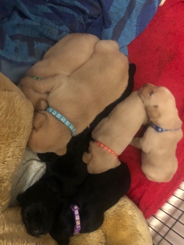 Labrador Retriever – 1 male labrador puppy remaining £750 REDUCED