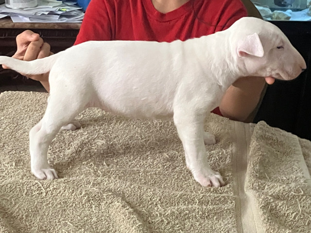 Bull Terrier – English Bull terrier