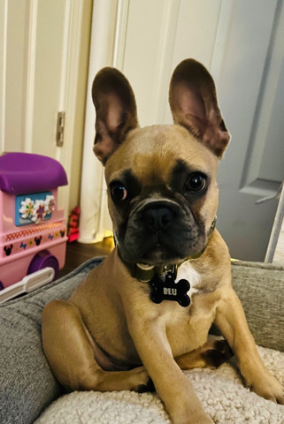 French bulldog puppy