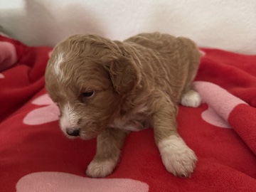 Goldendoodle – Golden mountain doodle – Corona
