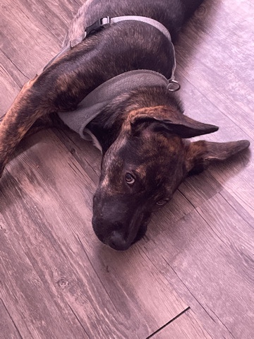 Catahoula Cur – hello my name is nova