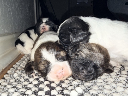 Shih Tzu – shihtzu – DeSoto