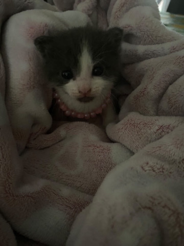 1 month old kitten (north philly)