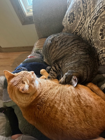 American Shorthair – Bonded Kitty Trio