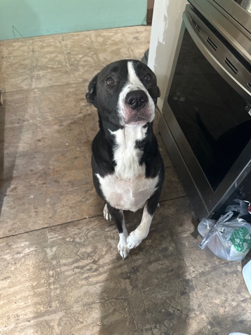 American Pit Bull Terrier – Crate trained