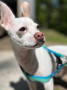 Jack Russell Terrier – small dog, jack russel mix looking for new home.