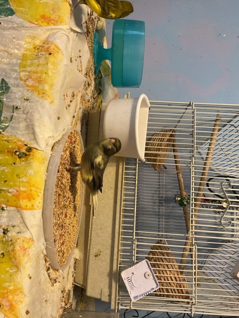 Canary – Spanish tanger canary – Oak Grove