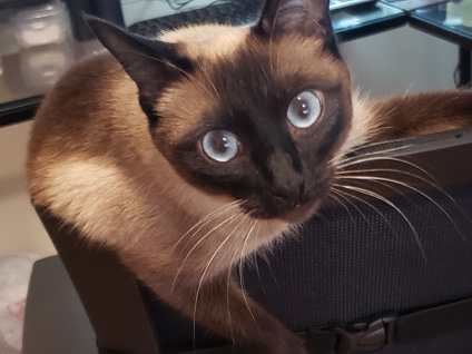 Siamese – Temporary foster parent(s) needed. – Bolingbrook