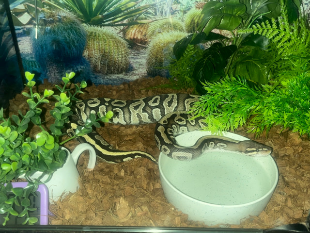 Any – ball python (mystic)