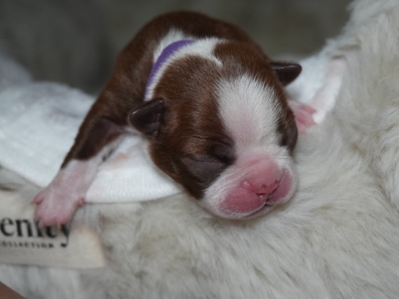 Boston Terrier – Girl Boston Terrier Puppy – Rocklin