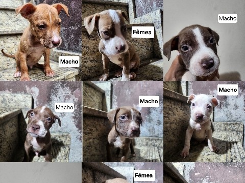 American Pit Bull Terrier – Filhotes de pitbull