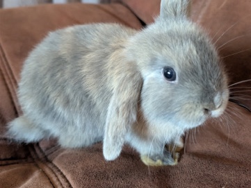 English Lop – loving baby boy – Kingswinford