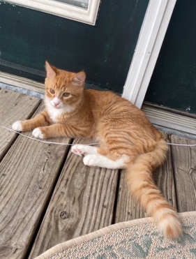 European Shorthair – Sweet Orange Cat