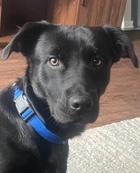 Labrador Retriever – Rehoming Boo
