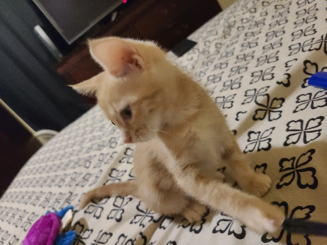 calm light orange sweet loving cute little kitten