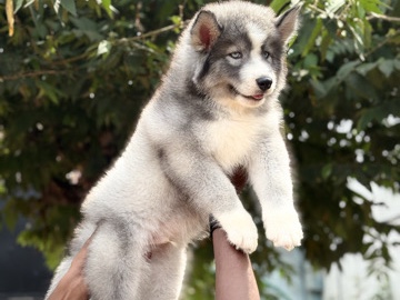 Siberian Husky - sale available for adoption in Mumbai