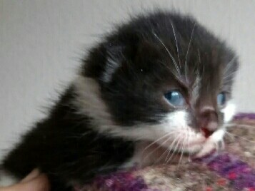 British Shorthair – Black & White Male Kitten