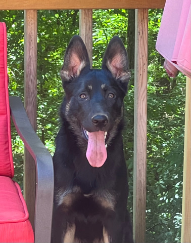 German Shepherd – German/Husky mix