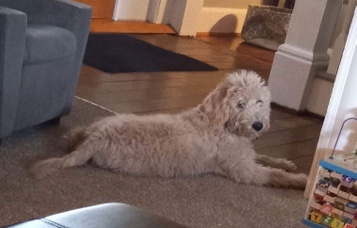 looking to rehome a 5 month old full  labradoodle
